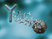 Polyclonal antibody preparation