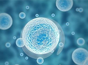 Development of hybridoma cells